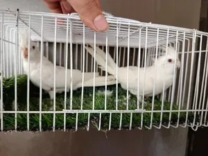 Running Cockatiel Pair