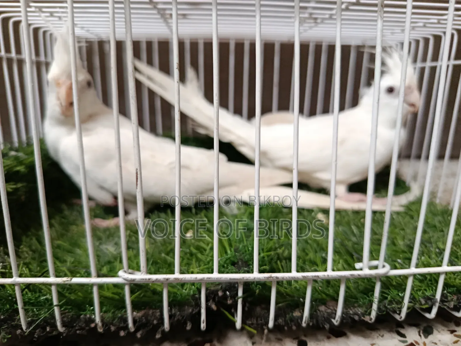 Running Cockatiel Pair