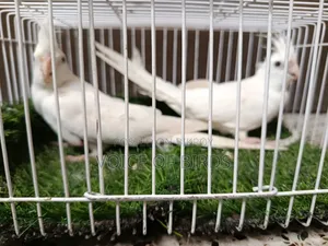 Running Cockatiel Pair