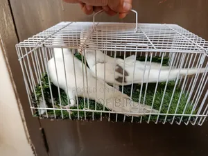 Running Cockatiel Pair
