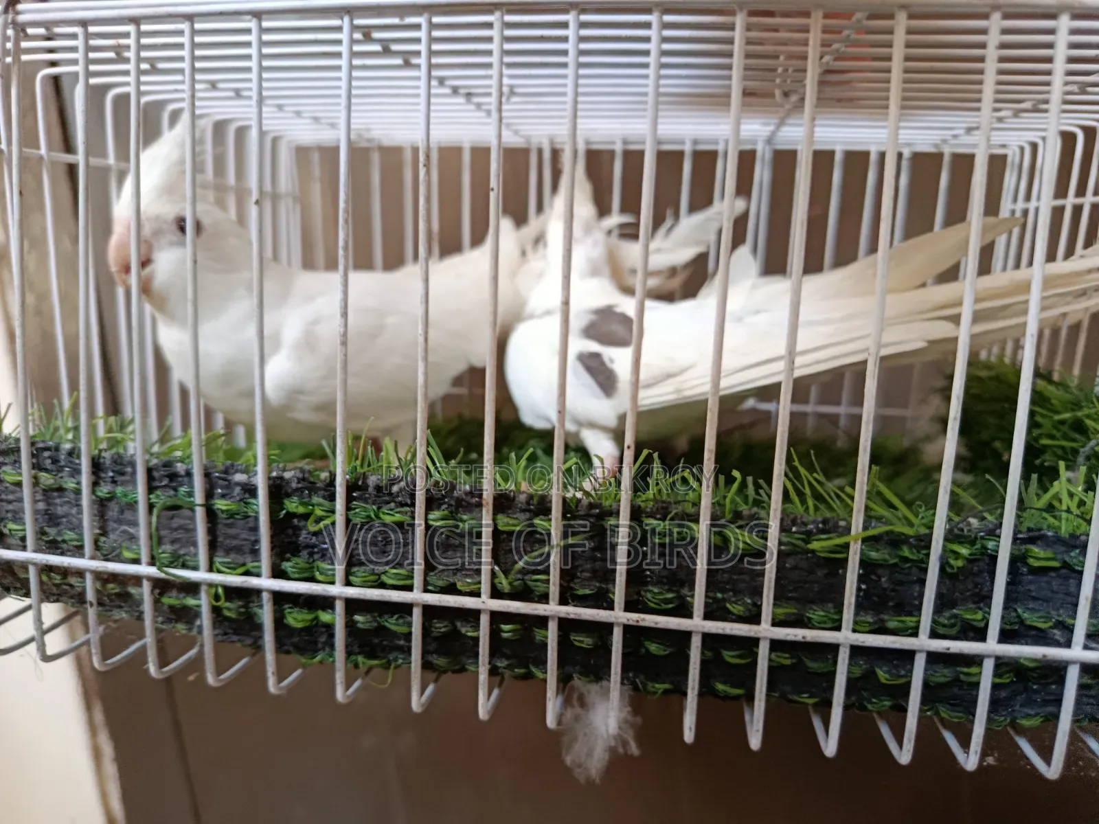 Running Cockatiel Pair