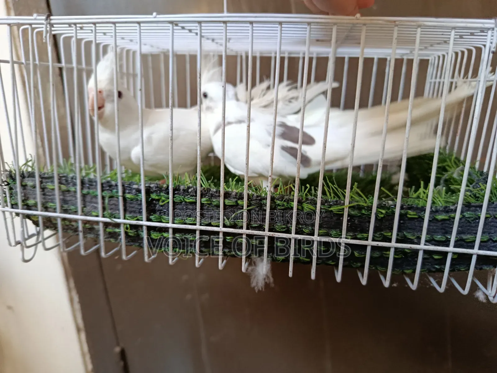 Running Cockatiel Pair