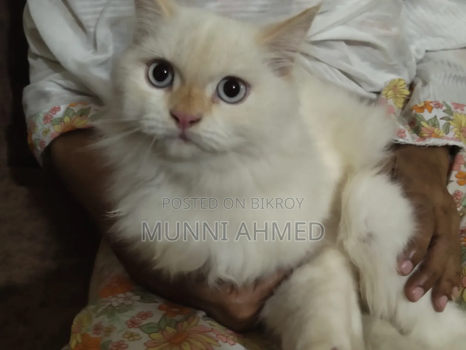 6-12 Months Male Purebred Cat