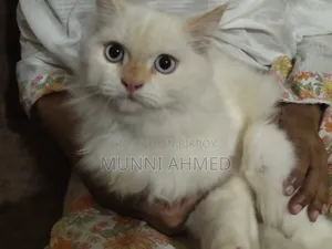 ৬-১২ মাস বয়সী পুরুষ বিশুদ্ধ জাতের বিড়াল