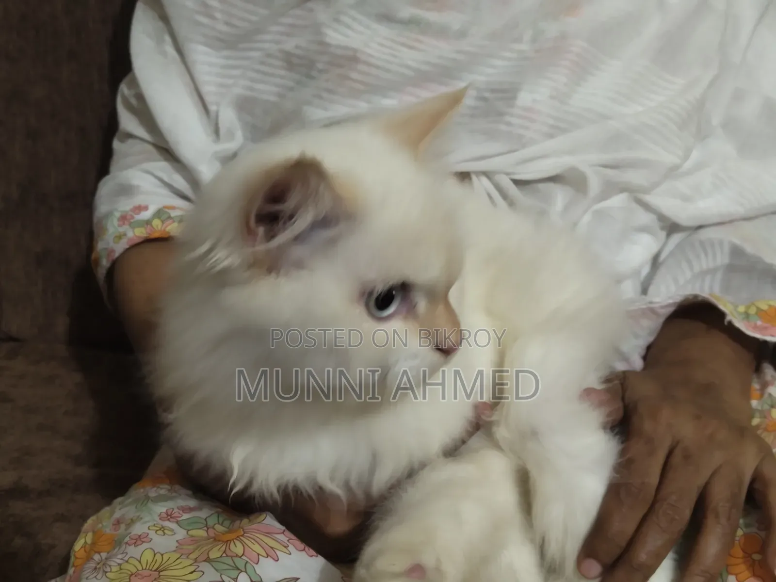 6-12 Months Male Purebred Cat