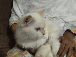 6-12 Months Male Purebred Cat