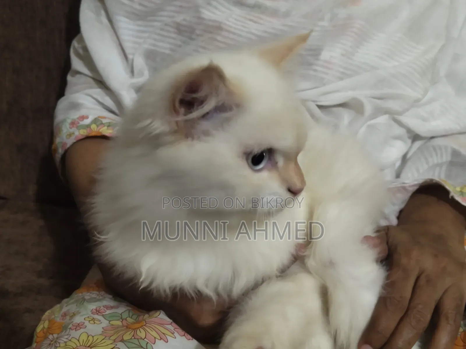 6-12 Months Male Purebred Cat