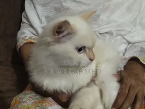6-12 Months Male Purebred Cat
