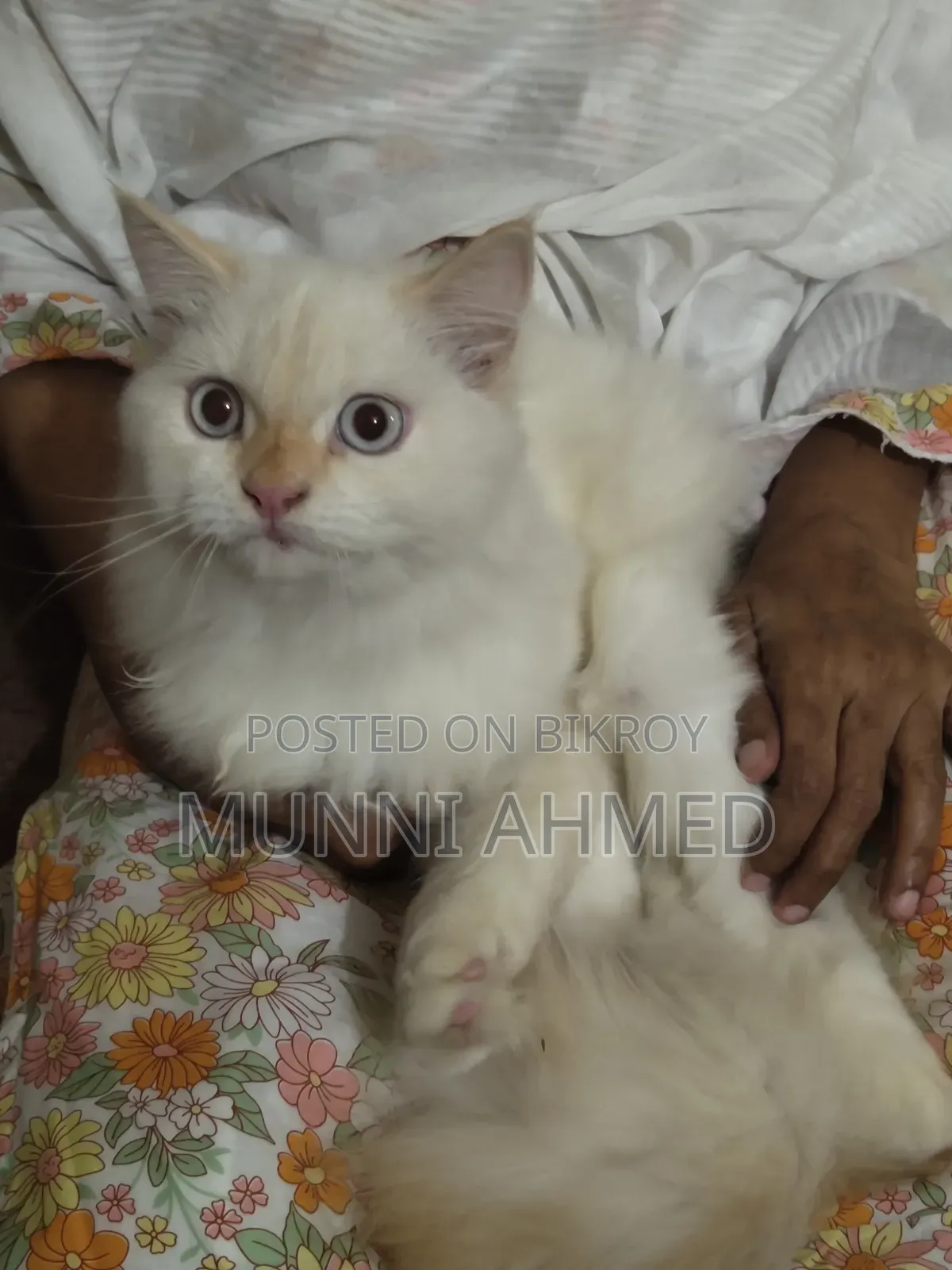 6-12 Months Male Purebred Cat