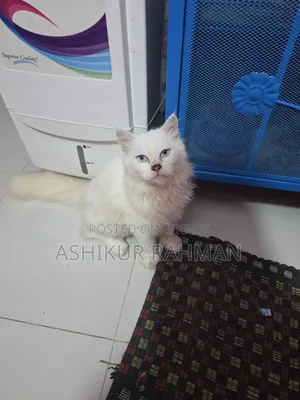 ৩-৬ মাস বয়সী পুরুষ বিশুদ্ধ পার্সিয়ান বিড়াল