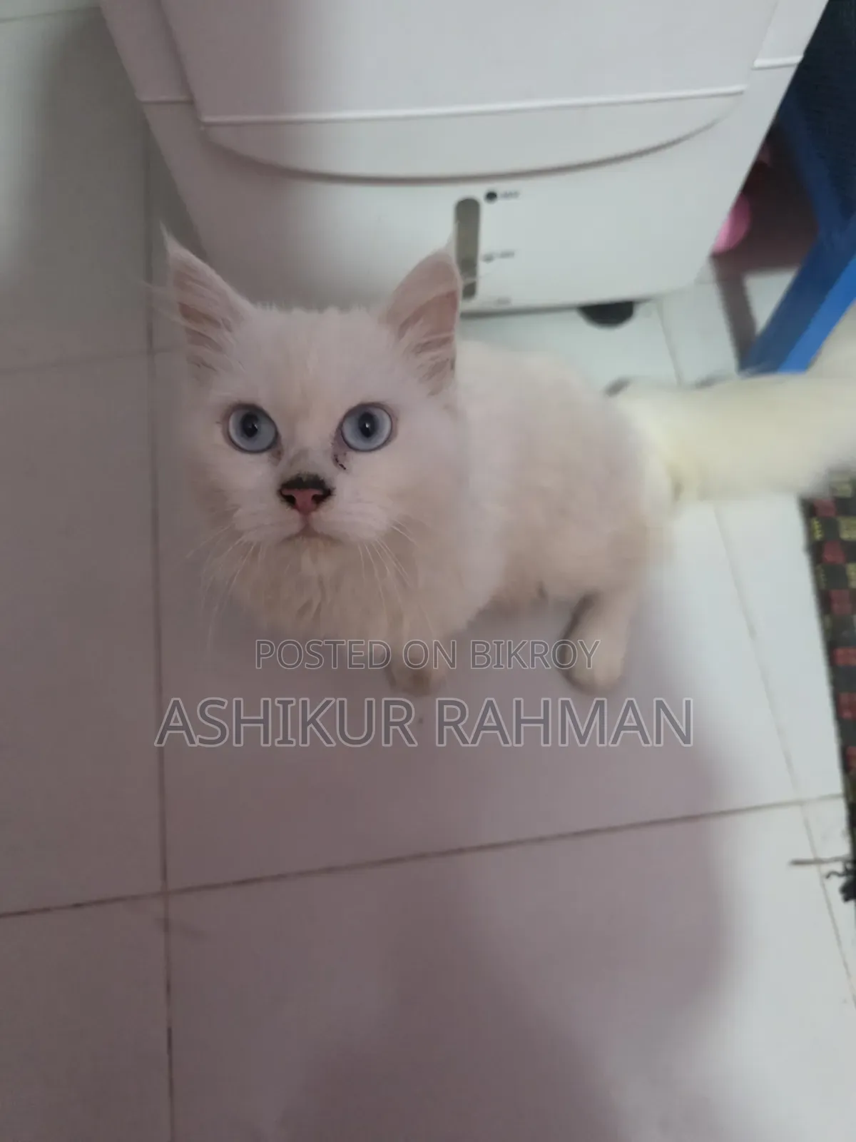 3-6 Months Male Purebred Persian Cat