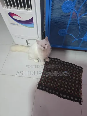 3-6 Months Male Purebred Persian Cat
