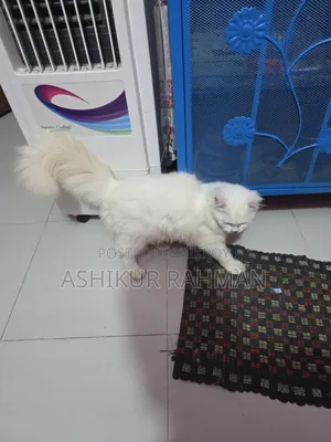 3-6 Months Male Purebred Persian Cat