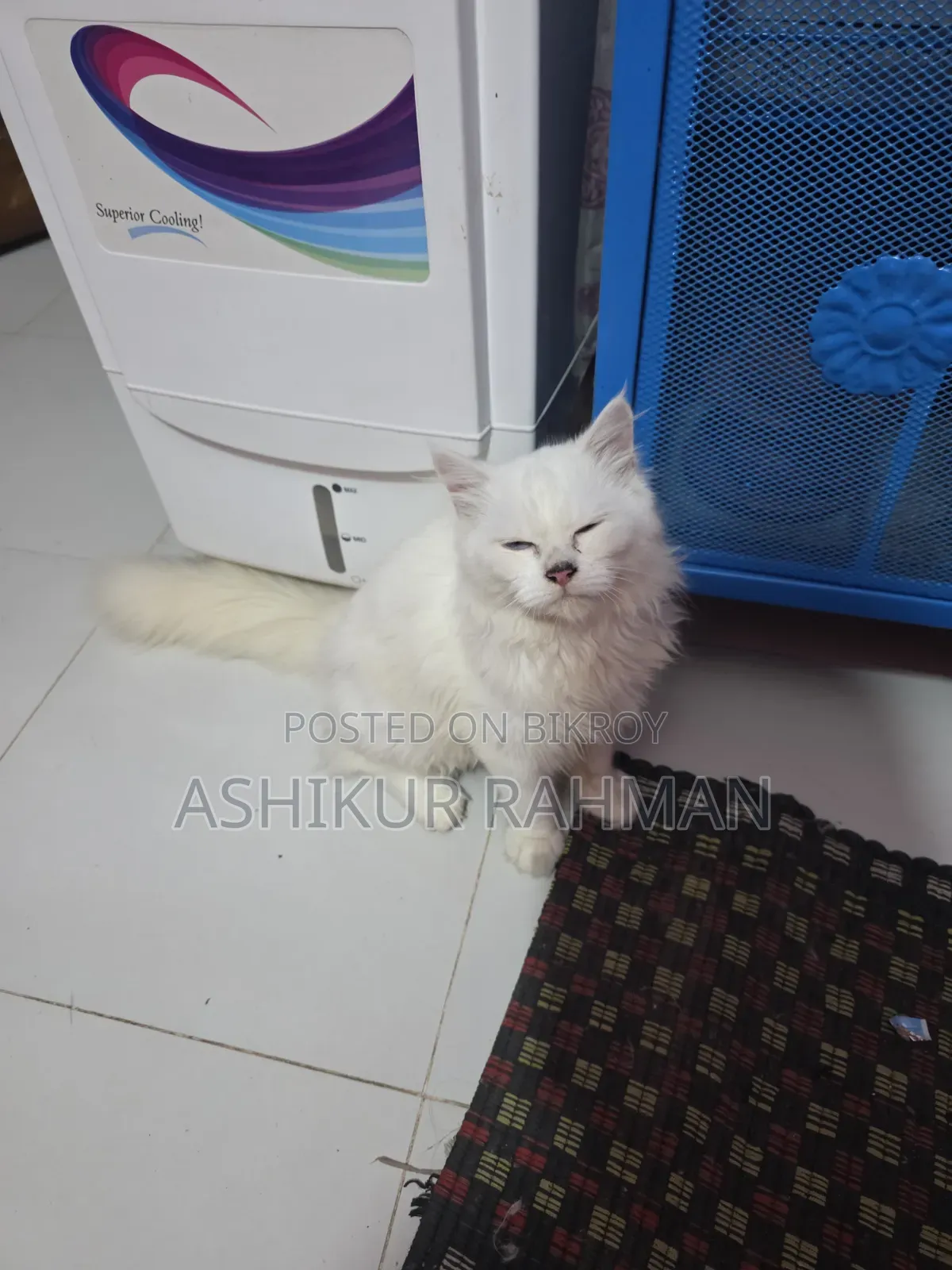 3-6 Months Male Purebred Persian Cat