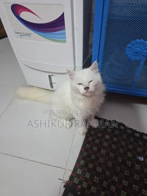 3-6 Months Male Purebred Persian Cat