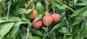 Bedana Litchi