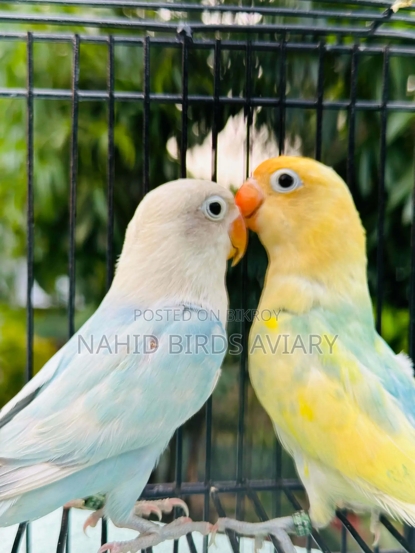 Lovebird DNA Pair