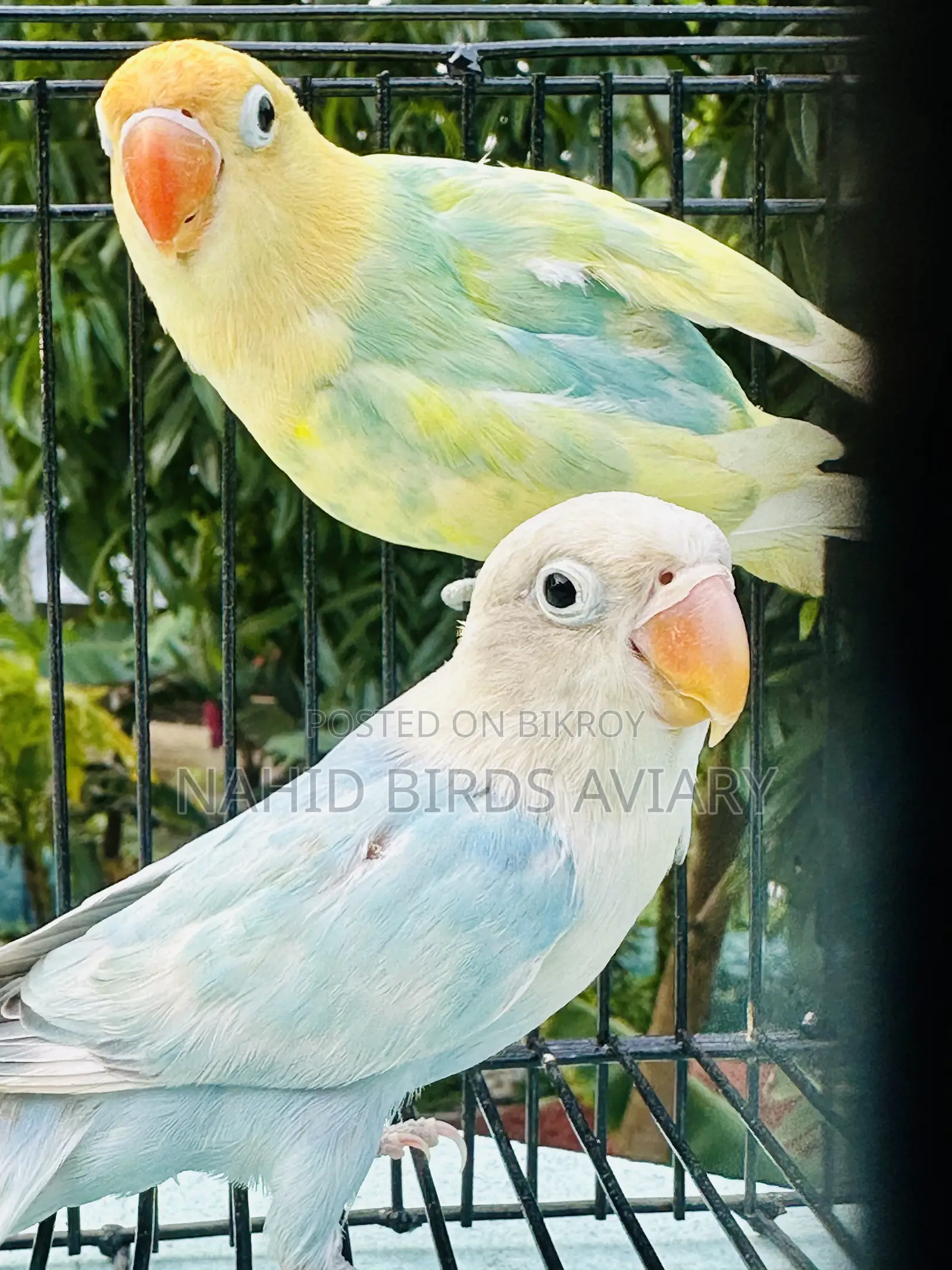Lovebird DNA Pair