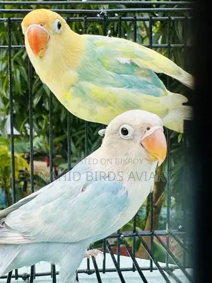 Lovebird DNA Pair