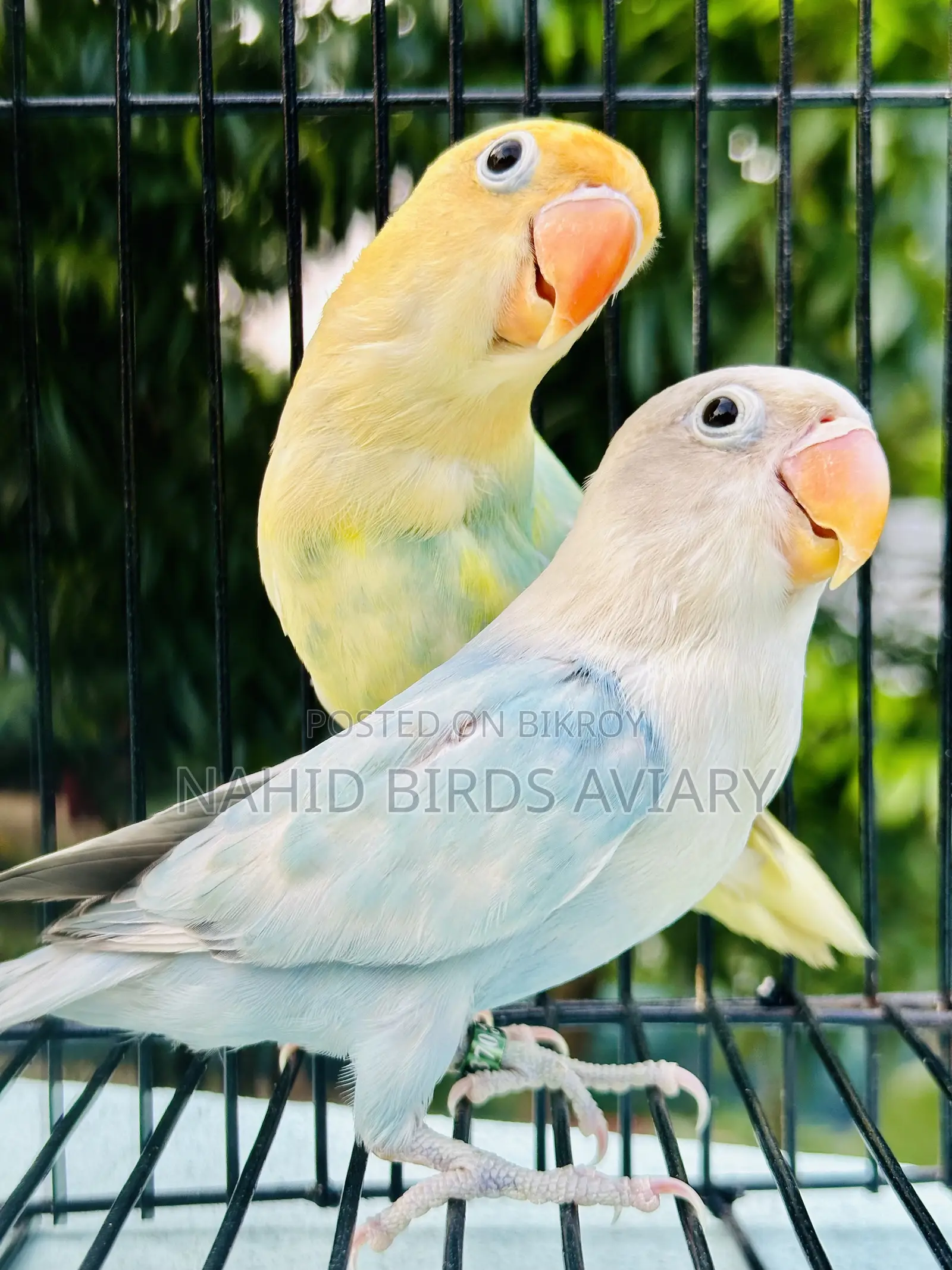 Lovebird DNA Pair