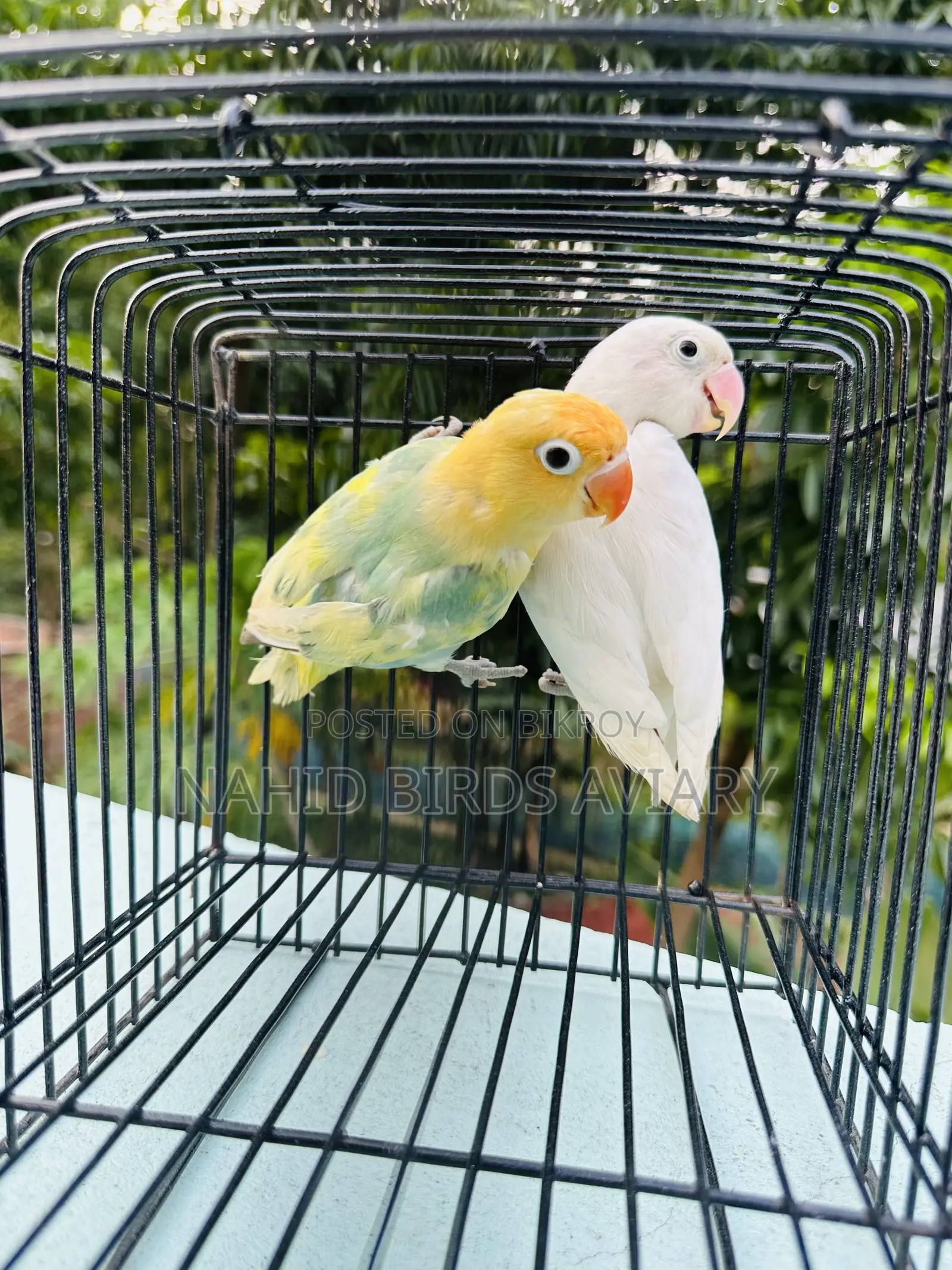 Lovebird DNA Pair