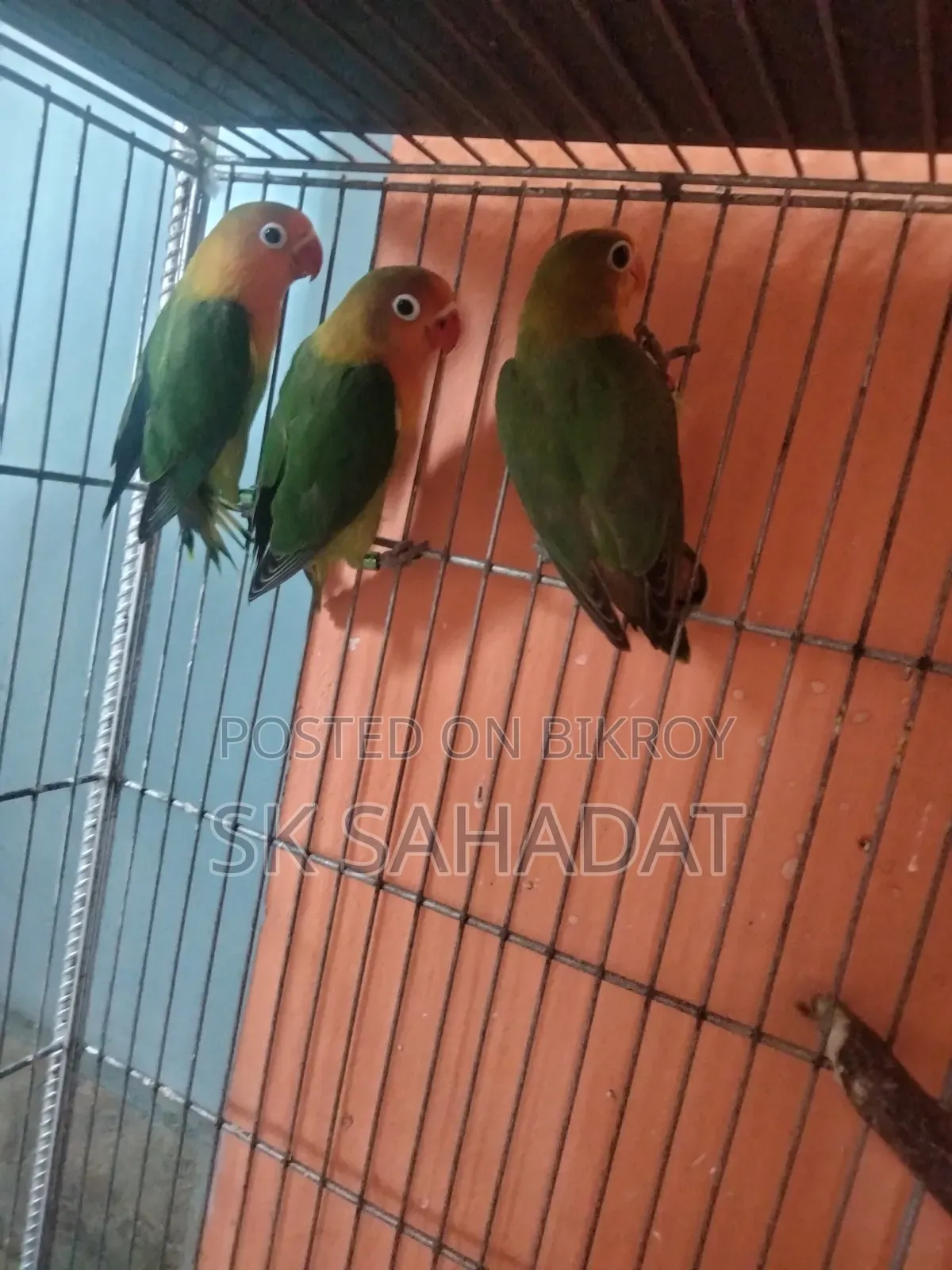Three pieces of Green Fischer Lovebird babies for sale