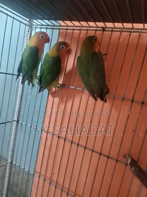 Three pieces of Green Fischer Lovebird babies for sale