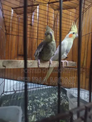ককাটেল জোড়া