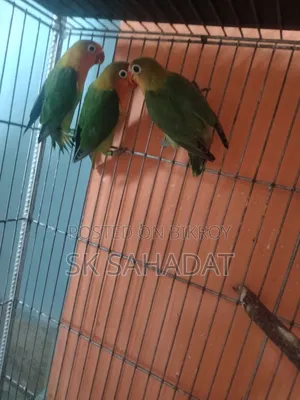 Three pieces of Green Fischer Lovebird babies for sale
