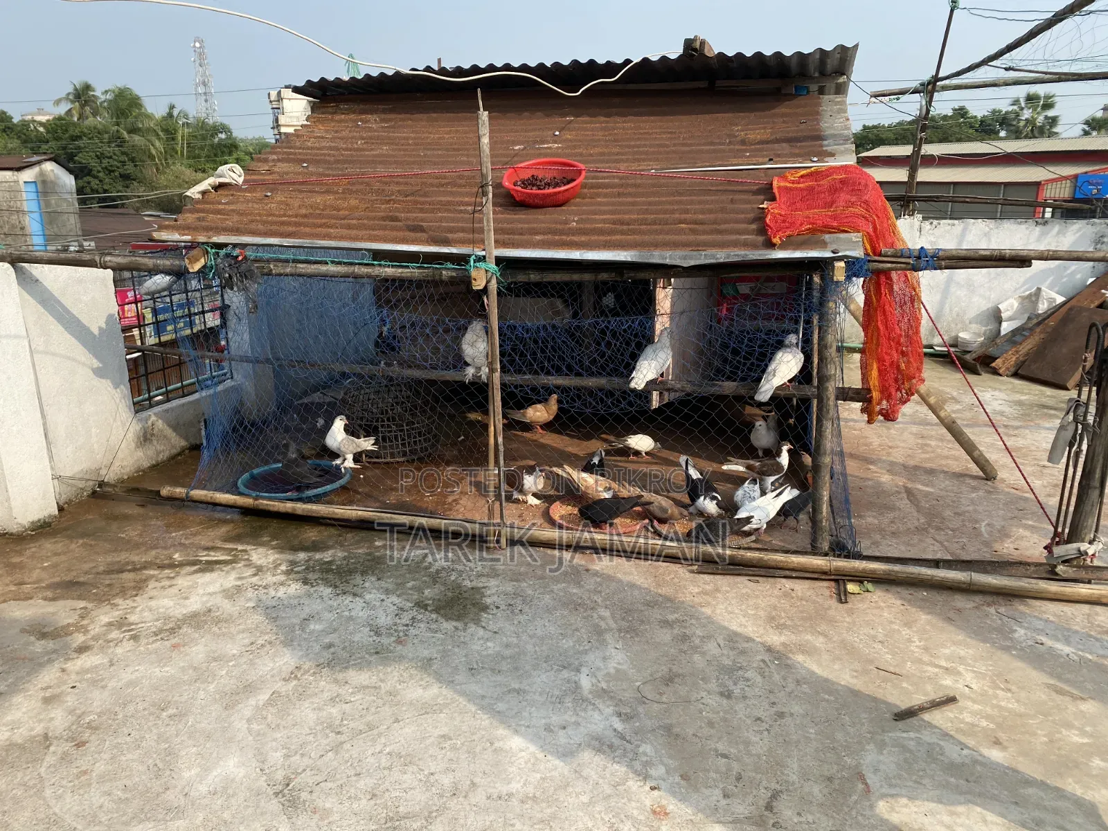 Siraji Pigeon