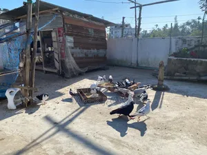 Siraji Pigeon
