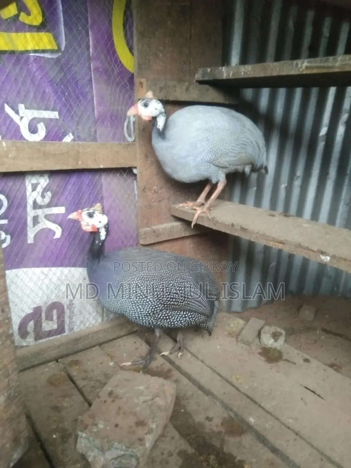 তিতির মুরগি