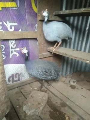 তিতির মুরগি