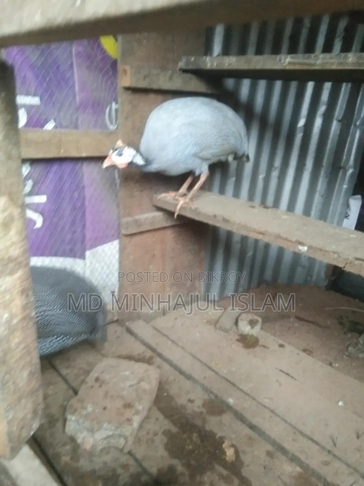 তিতির মুরগি