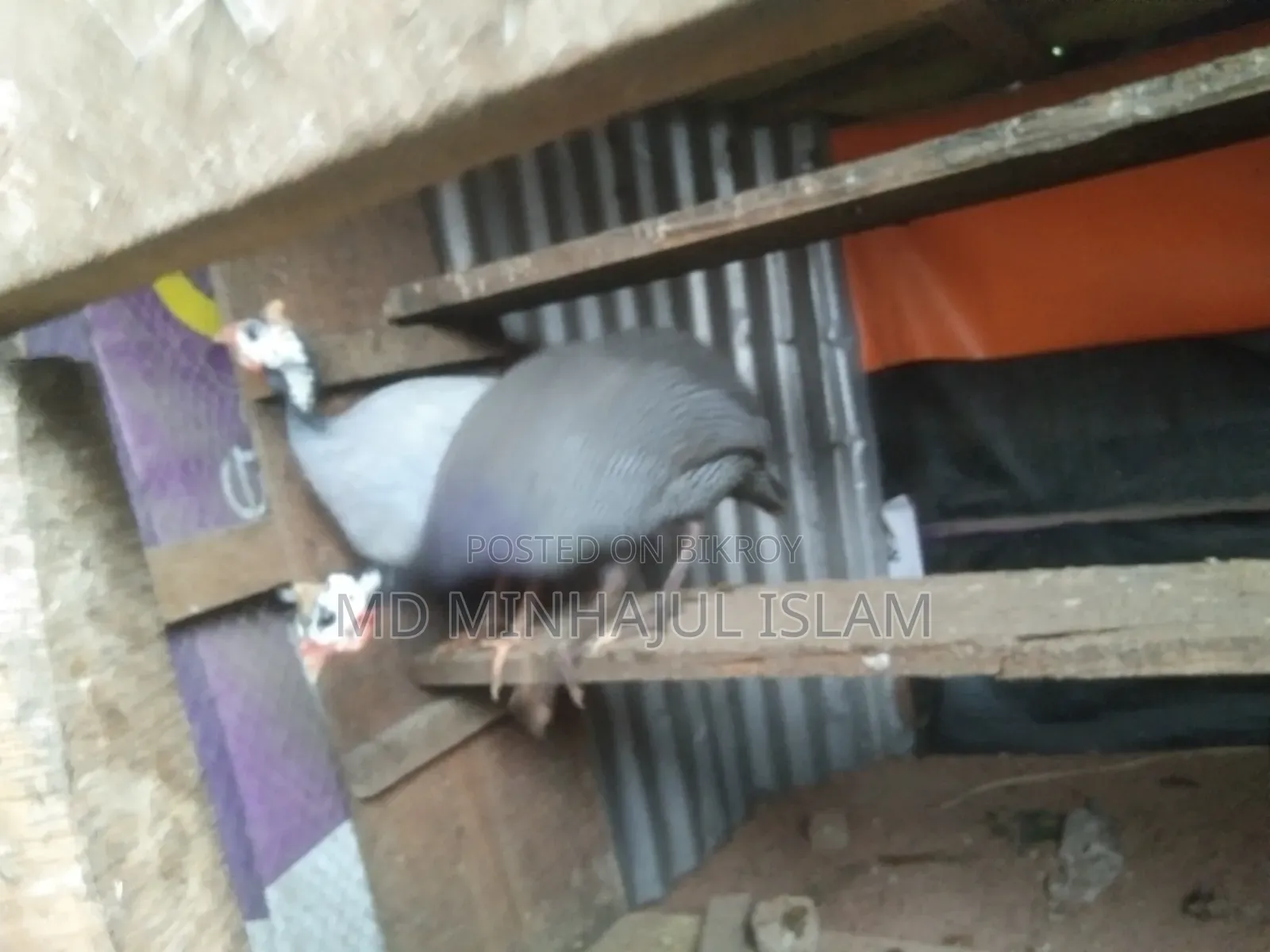 তিতির মুরগি