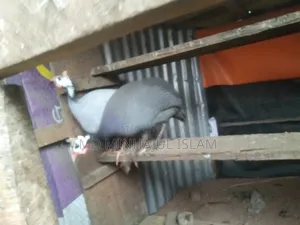 তিতির মুরগি