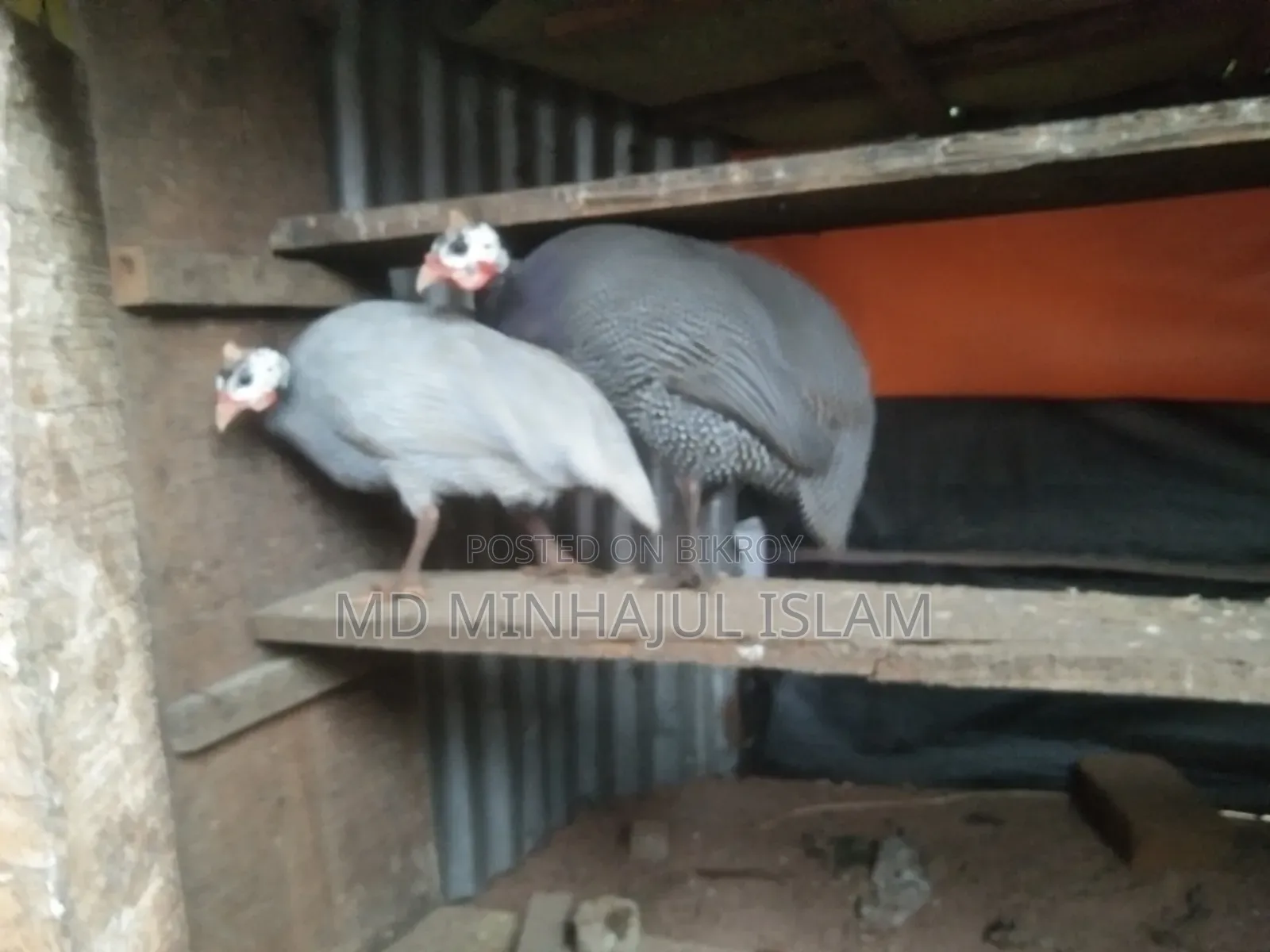 তিতির মুরগি