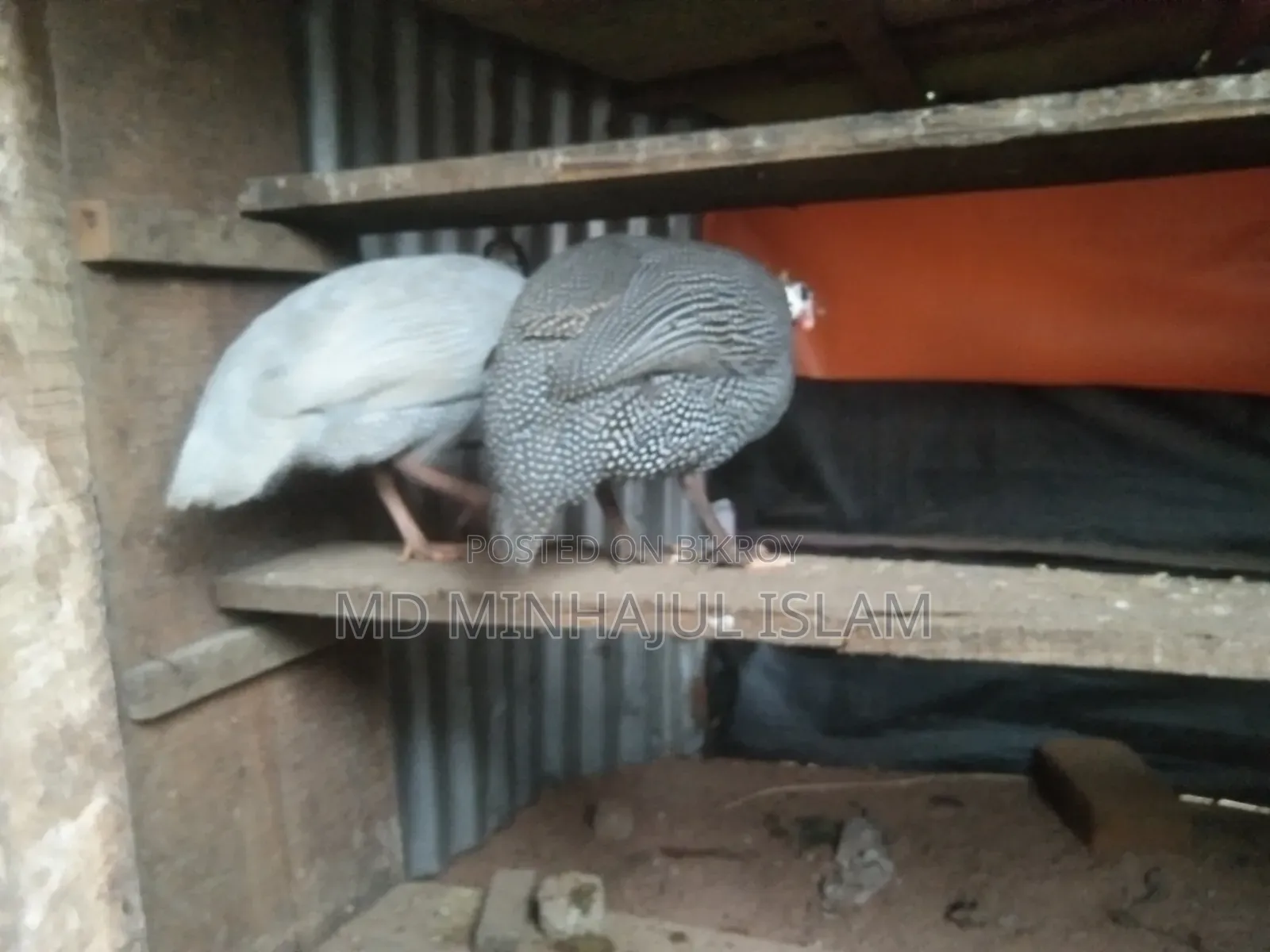 তিতির মুরগি