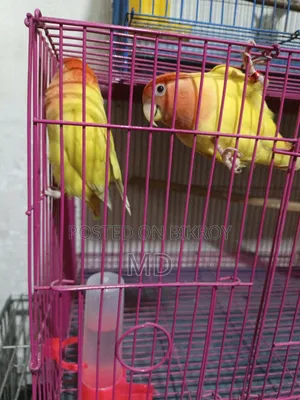Pet birds for sale because I need money
