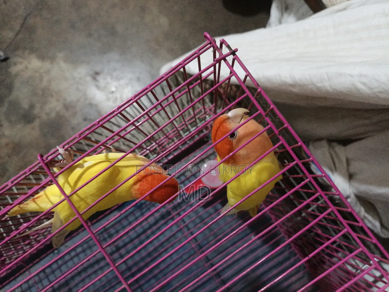 Pet birds for sale because I need money