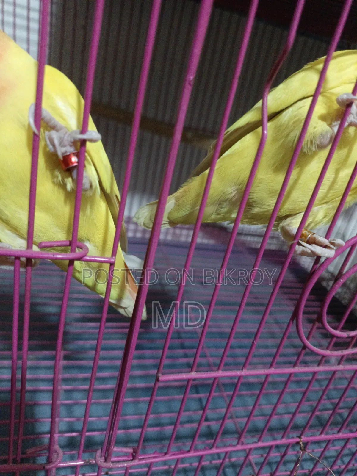 Pet birds for sale because I need money