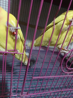 Pet birds for sale because I need money