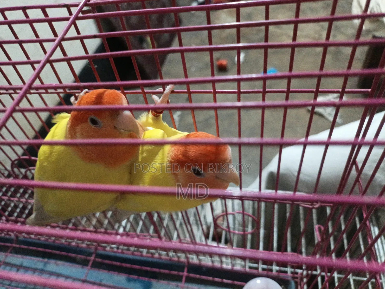 Pet birds for sale because I need money
