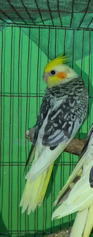 কোকাটেল বেবি Cocktail