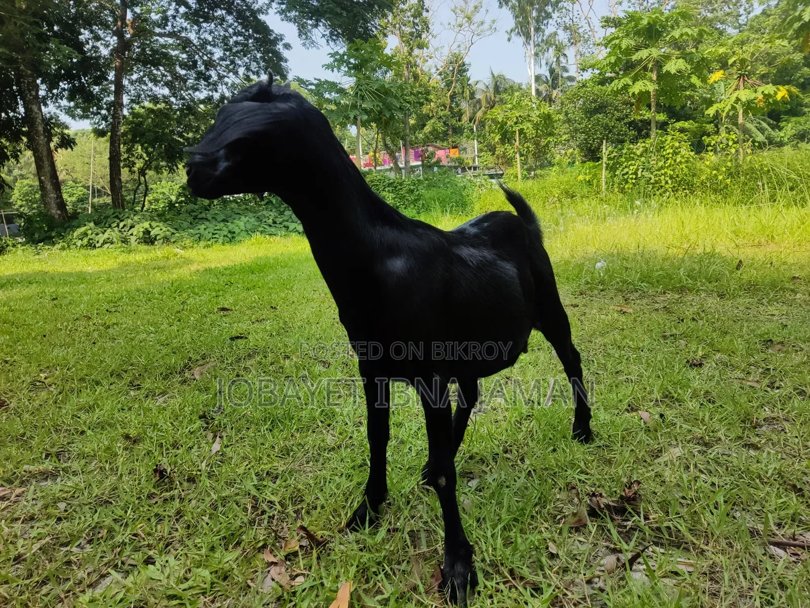 Black Bengal Goat