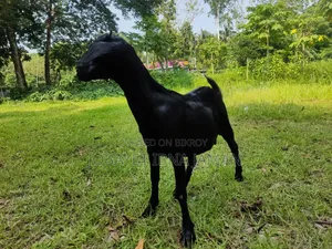 Black Bengal Goat