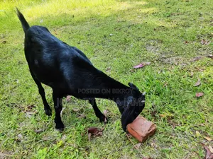 Black Bengal Goat