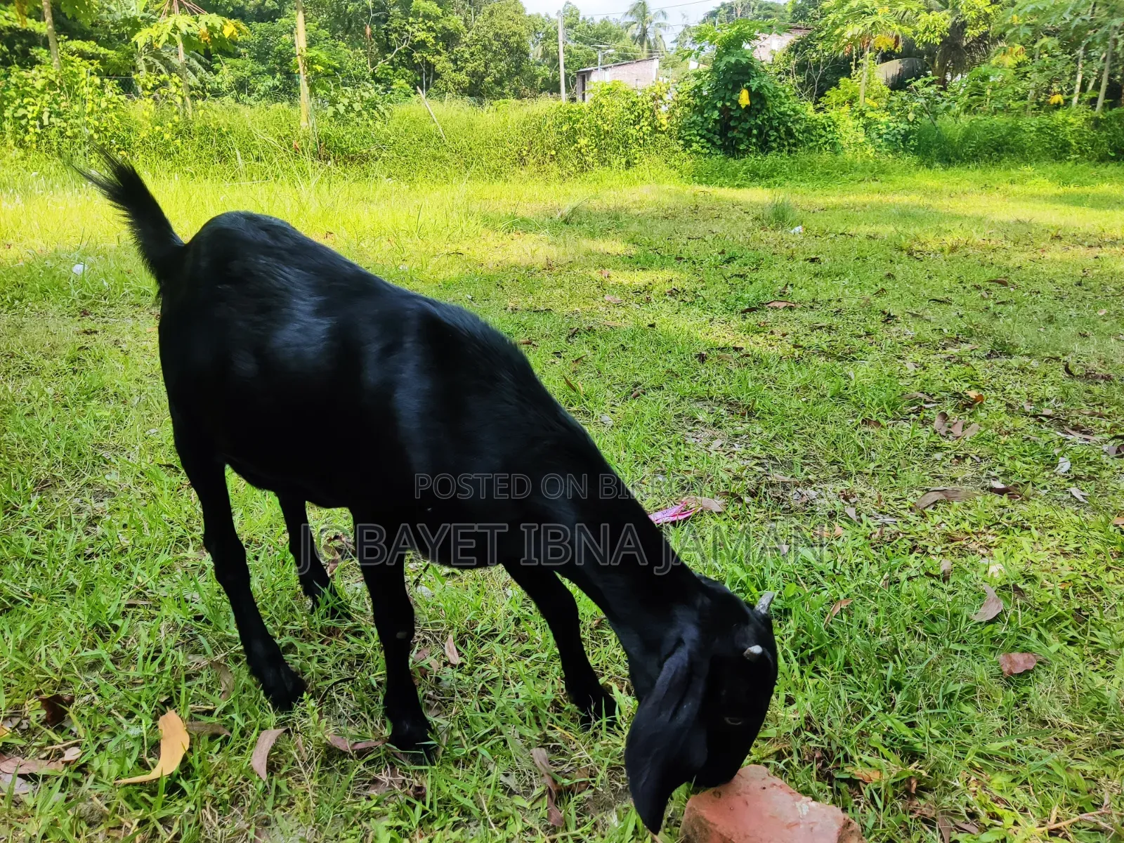 Black Bengal Goat