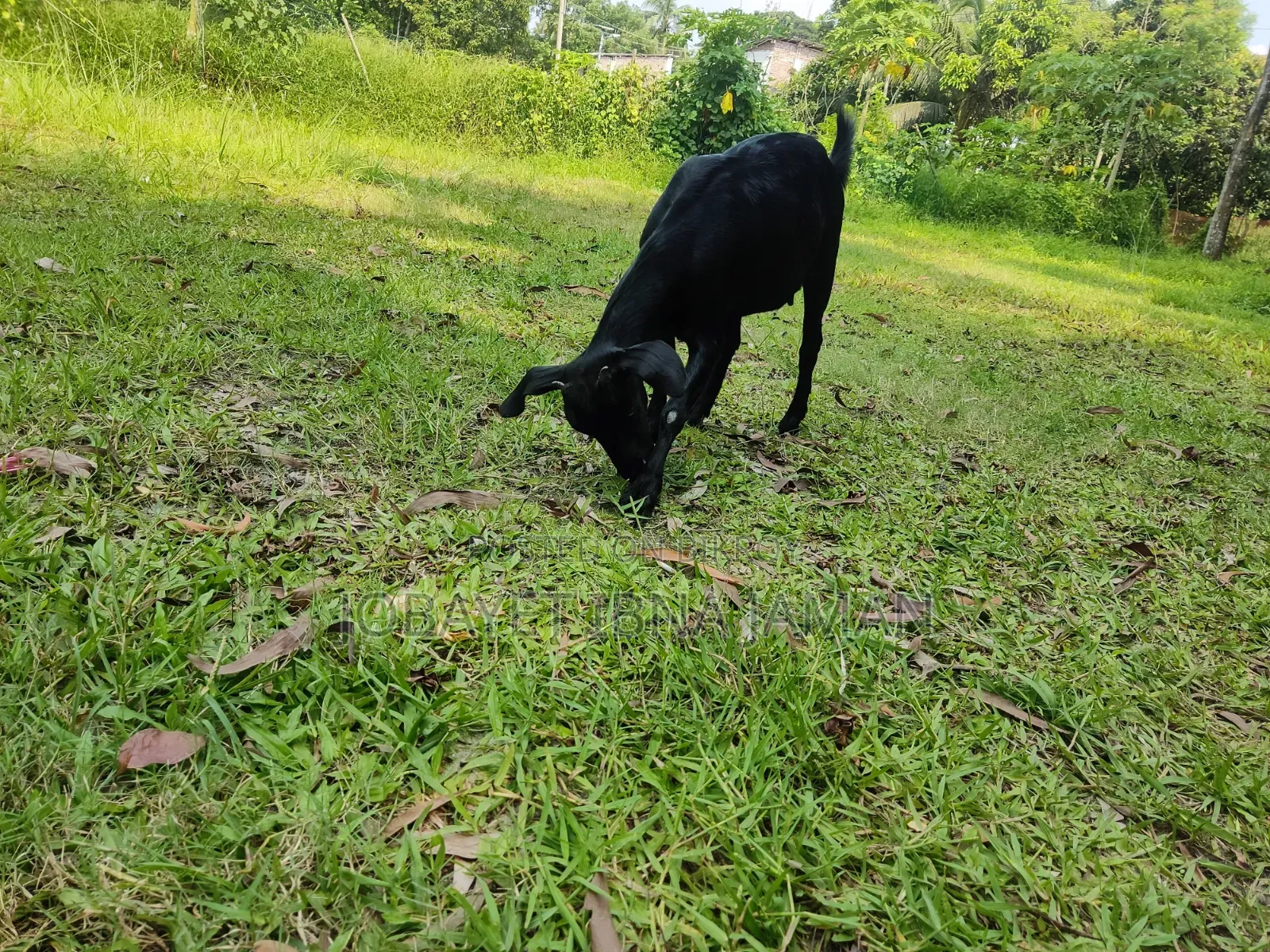 Black Bengal Goat