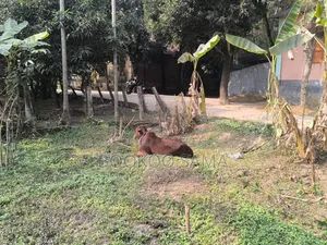 দাক্ষিণখান এলাকায় একটি নিজস্ব জমি জরুরি ভিত্তিতে বিক্রয় করা হবে।